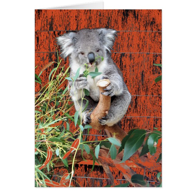 Koala Snack Time (Front)