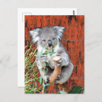 Koala Snack Time Postcard