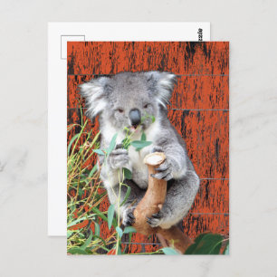 Koala Snack Time Postcard