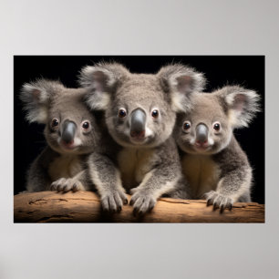 Koala Wild Animal Portrait Nature Beauty Poster