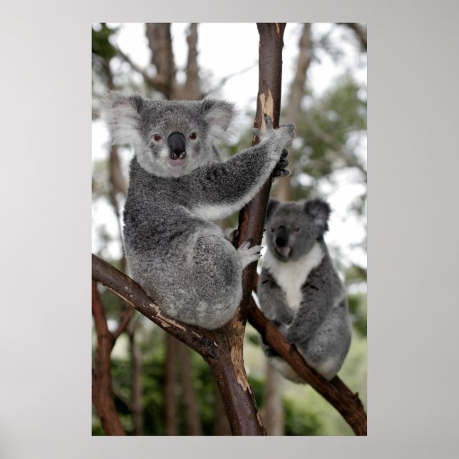 Koalas in the trees poster (Front)