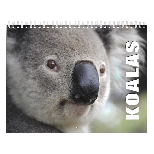 Koalas Wall Calendar (Cover)