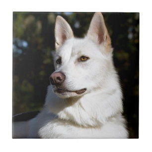 Kodah The White Shepherd Wolfdog Tile