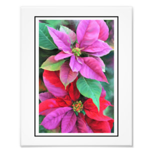 KODAK Print Pink & Red Poinsettias