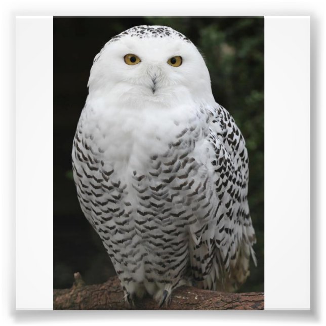 Kodak Professional Photo Paper (Satin) Print (Front)