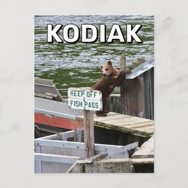 Kodiak Bear Breaks The Rules Postcard (Front)