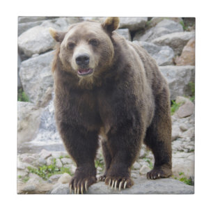 Kodiak Bear Ceramic Tile