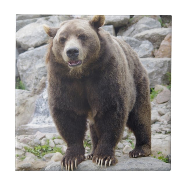 Kodiak Bear Ceramic Tile (Front)