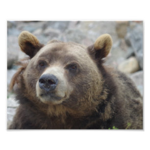 Kodiak Bear Closeup Photo Print