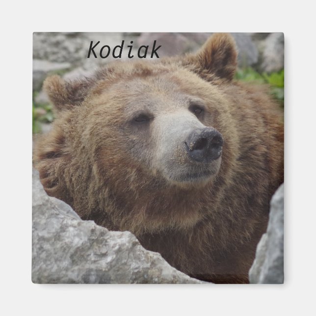 Kodiak Bear Magnet (Front)