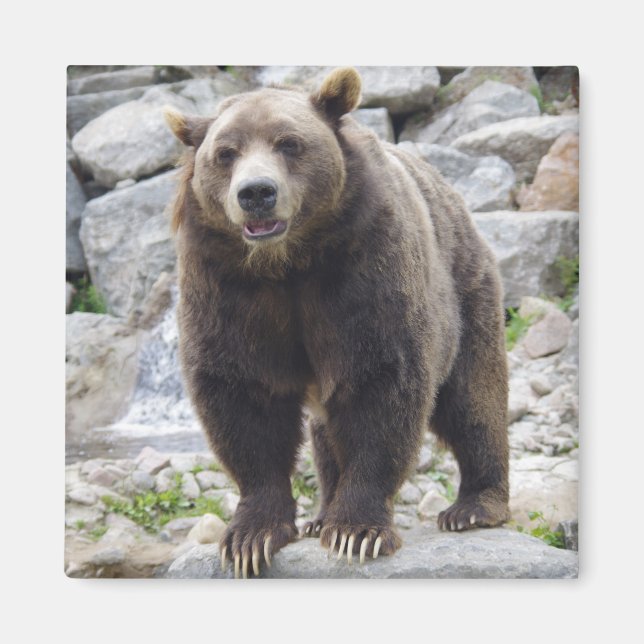 Kodiak bear magnet (Front)