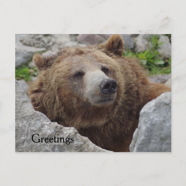 Kodiak Bear Postcard (Front)