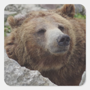 Kodiak Bear Square Sticker