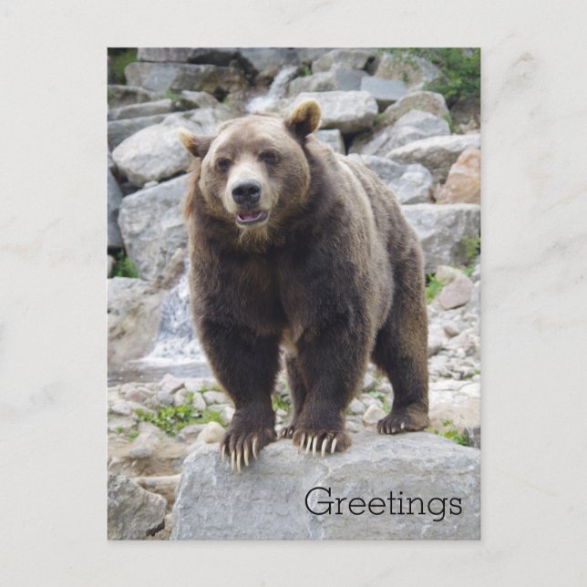 Kodiak Bear Standing on a Rock Postcard (Front)