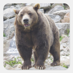 Kodiak Bear Standing on a Rock Square Sticker