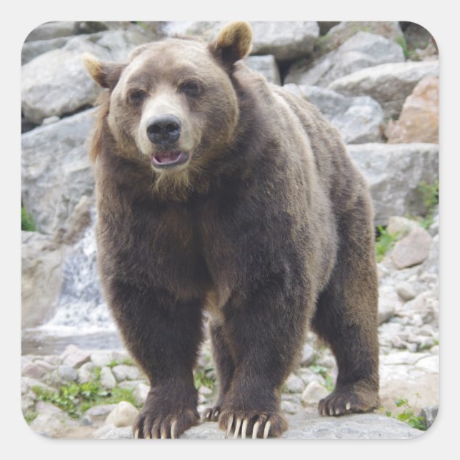 Kodiak Bear Standing on a Rock Square Sticker (Front)