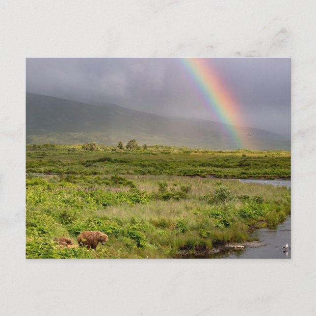 Kodiak Bears Under The Rainbow Postcard (Front)