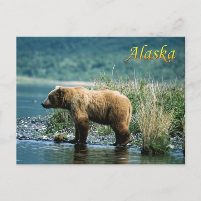 Kodiak brown bear, Alaska Postcard (Front)