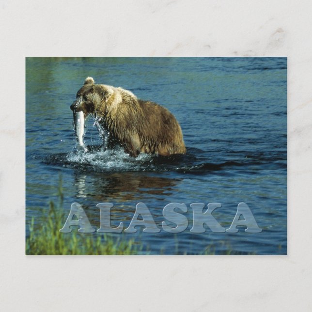 Kodiak brown bear fishing in Alaska Postcard (Front)