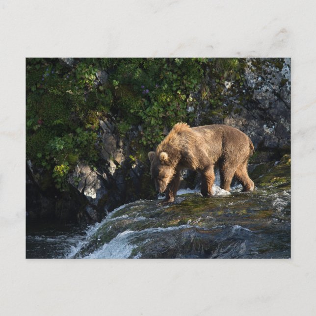 Kodiak Brown Bear Looking For Salmon Postcard (Front)
