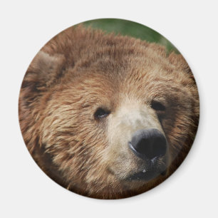 Kodiak Brown Bear Magnet