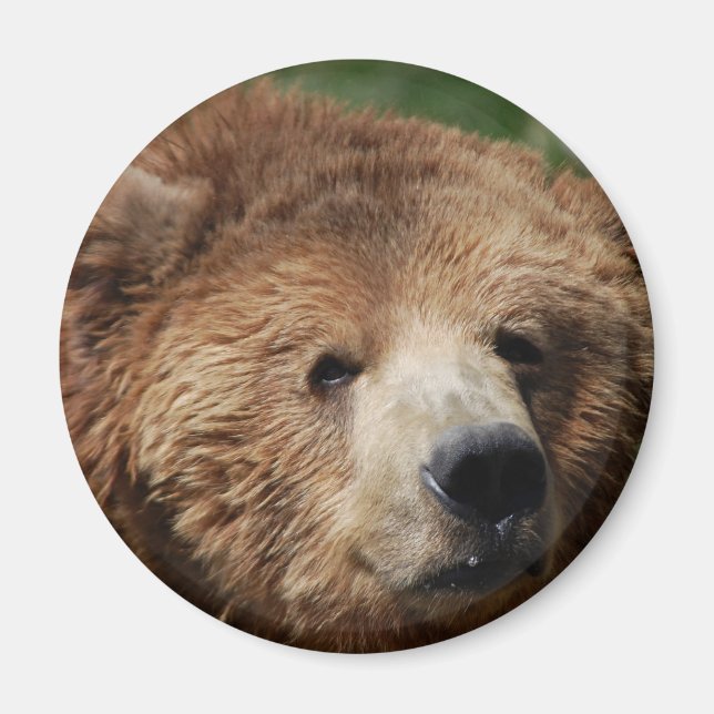 Kodiak Brown Bear Magnet (Front)