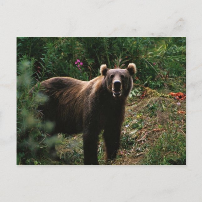 Kodiak Brown Bear Postcard (Front)