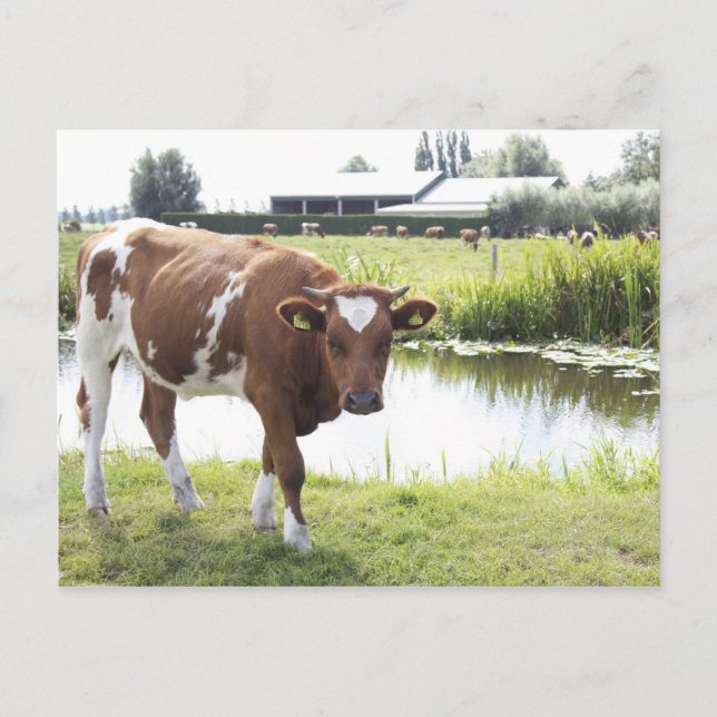 Koe Postcard (Front)