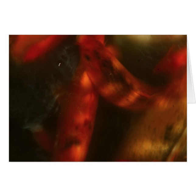 Koi (Front Horizontal)