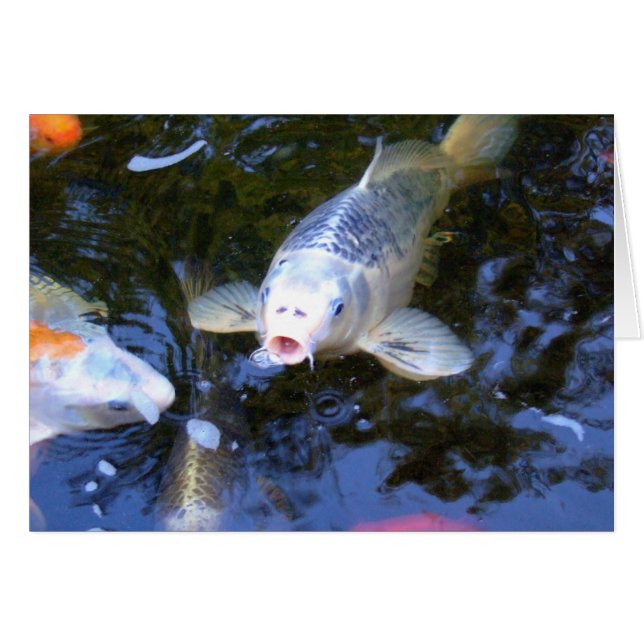 Koi Carp (Front Horizontal)