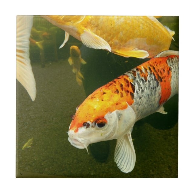 Koi Carp Ceramic Tile (Front)