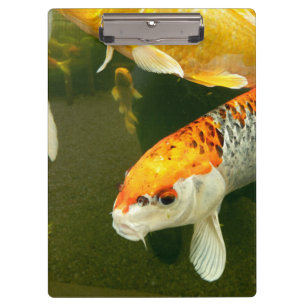 Koi Carp Clipboard