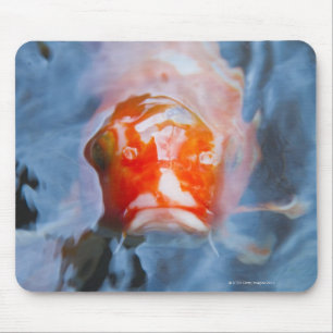 Koi Carp (Cyprinus carpio), Japan Mouse Pad