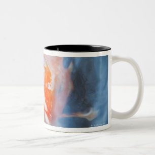 Koi Carp (Cyprinus carpio), Japan Two-Tone Coffee Mug