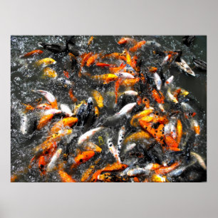 Koi carp feeding frenzy poster