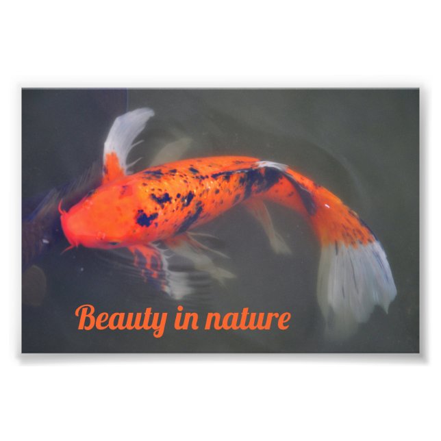 Koi, Carp Fish Photo Print (Front)