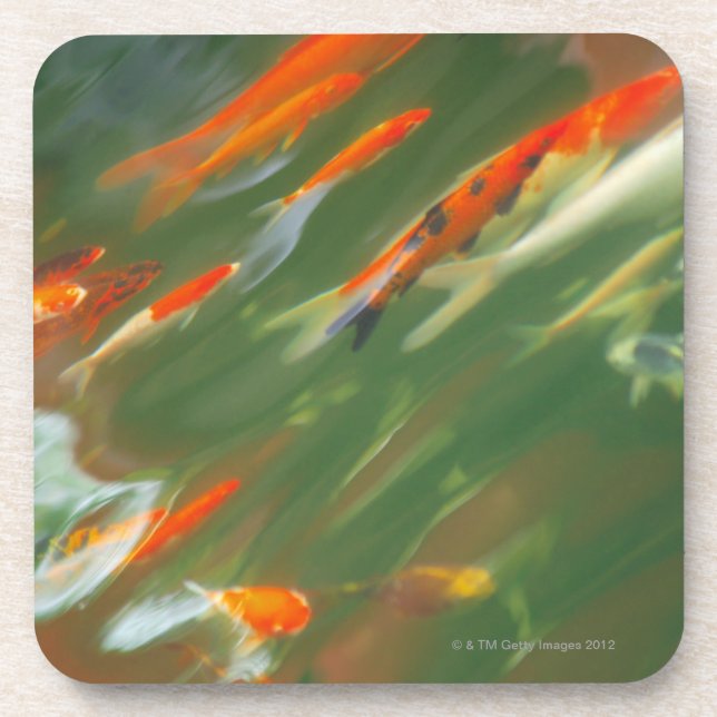 Koi carp fish swimming in a pond coaster (Front)