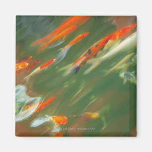Koi carp fish swimming in a pond magnet