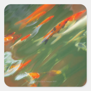 Koi carp fish swimming in a pond square sticker