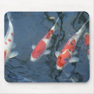 Koi carp in pond, high angle view mouse pad