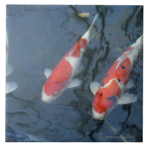 Koi carp in pond, high angle view tile
