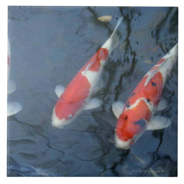 Koi carp in pond, high angle view tile (Front)
