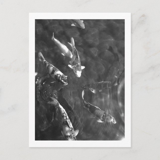 Koi Carp: Japan Postcard (Front)