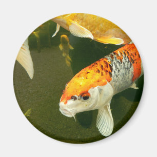 Koi Carp Magnet