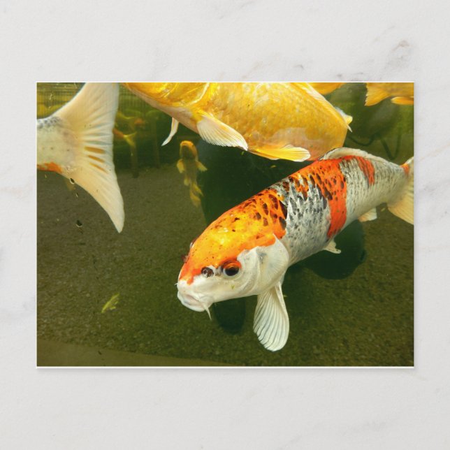 Koi Carp Postcard (Front)