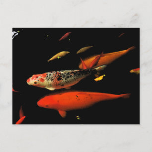 Koi Carp Postcard