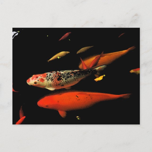 Koi Carp Postcard (Front)