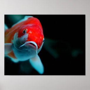 Koi carp poster