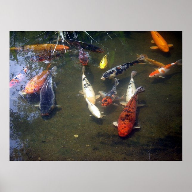 Koi Carp Poster (Front)