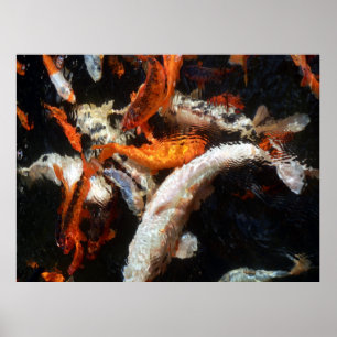 Koi Carp Poster